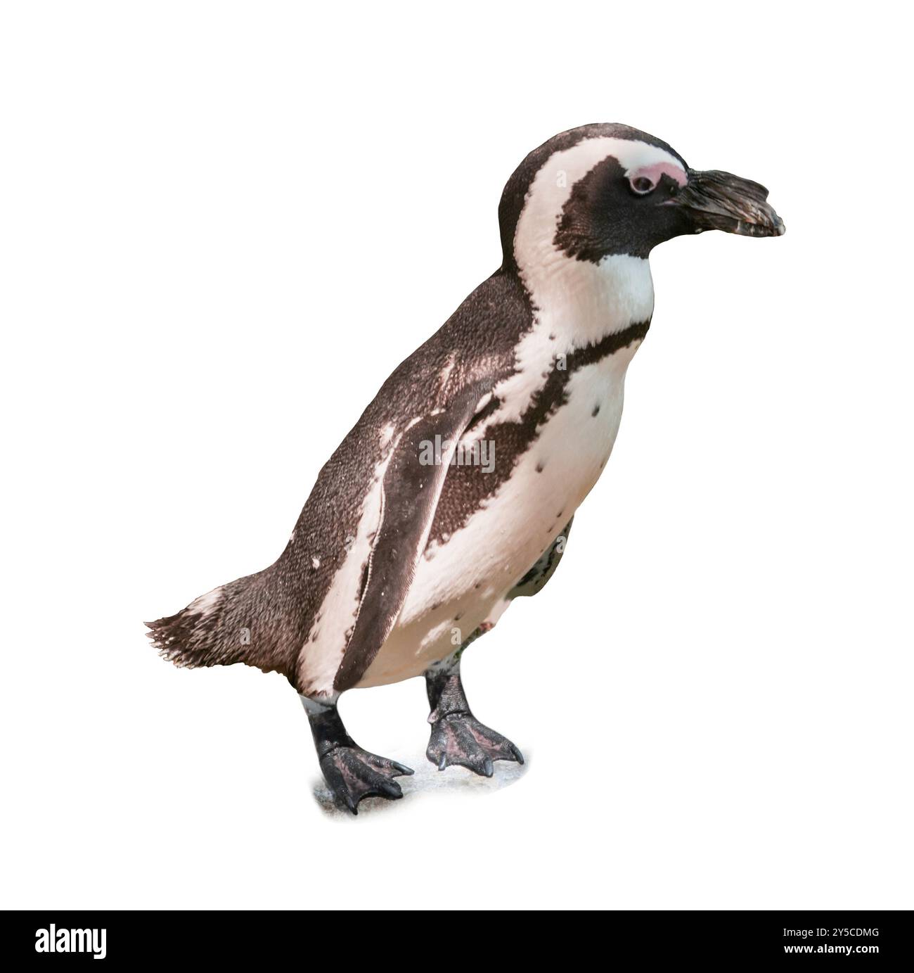 Afrikanischer Pinguin auf weißem Hintergrund. Exotischer Vogel Stockfoto