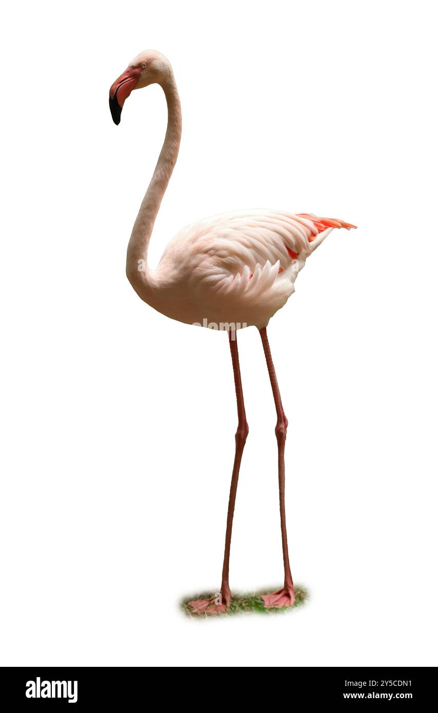 Wunderschöner Flamingo auf weißem Hintergrund. Exotischer Vogel Stockfoto