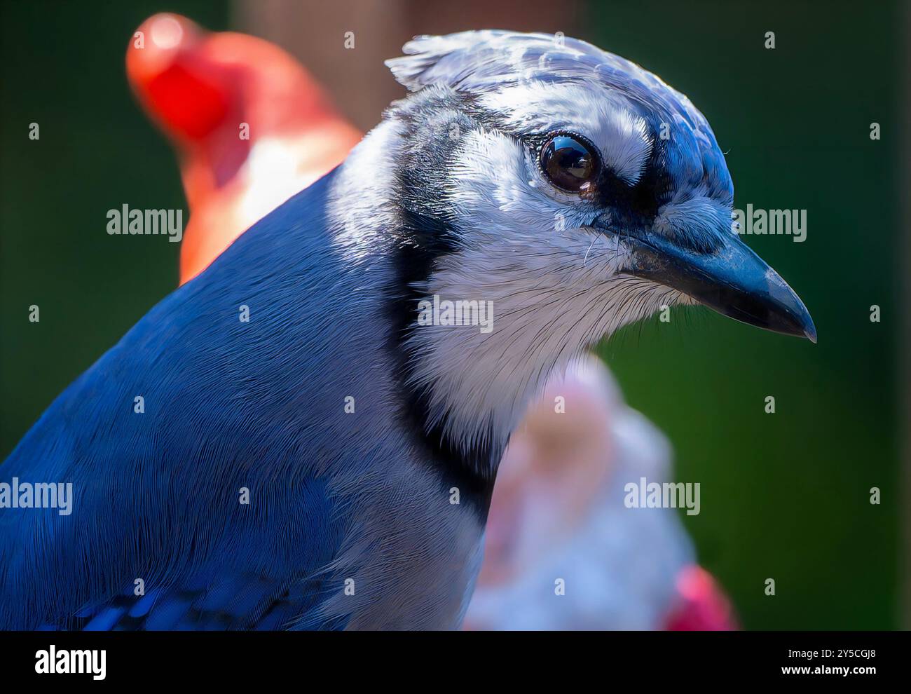 Ein Bluejay posiert auf dem Hinterhof-Deck Stockfoto