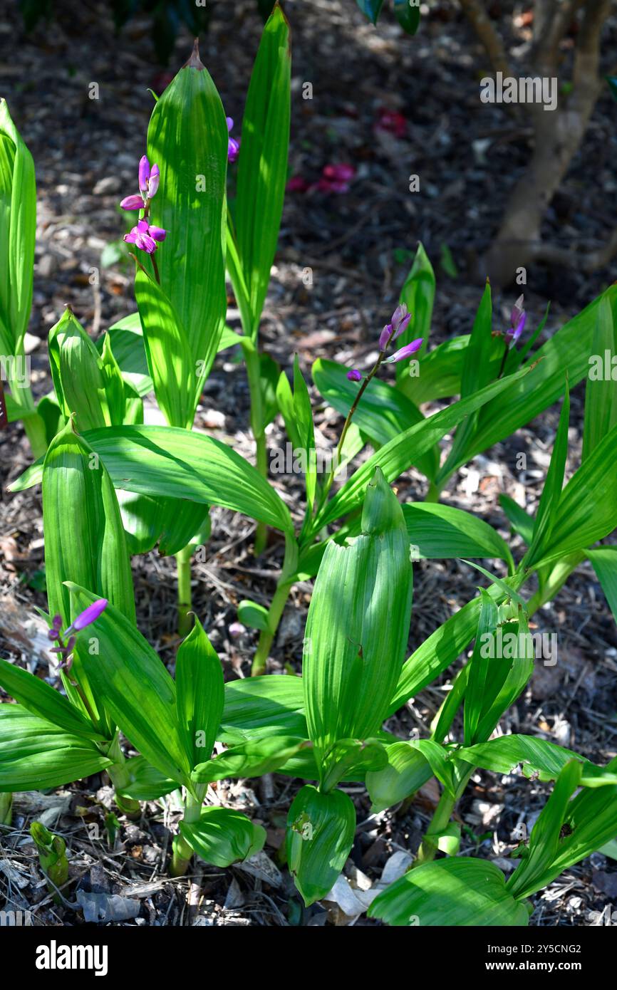 Die chinesische Orchidee (Bletilla striata) ist ein mehrjähriges Pflanzenkraut aus China, Japan und Korea. Stockfoto