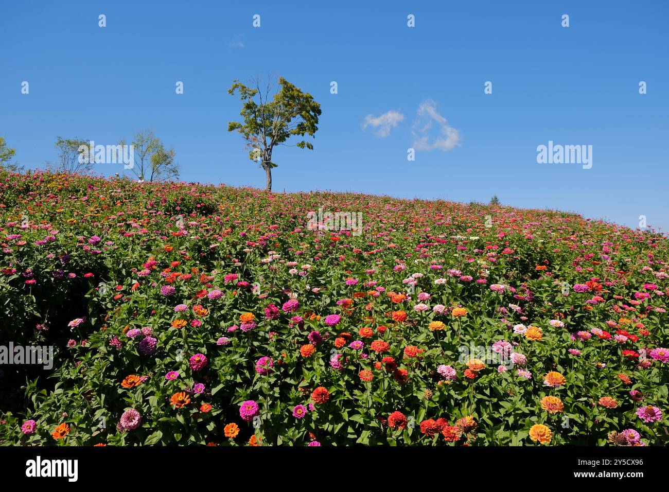 Kulturelle künstlerische Reise in Japan Blumenblüte in Hokkaido Japan im September Stockfoto
