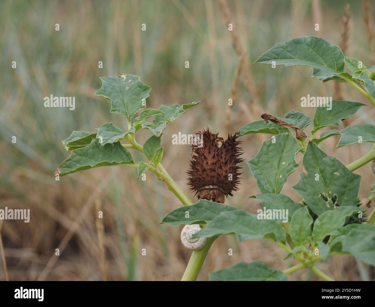 Datura Stramonium, Thorn Apfel Stockfoto