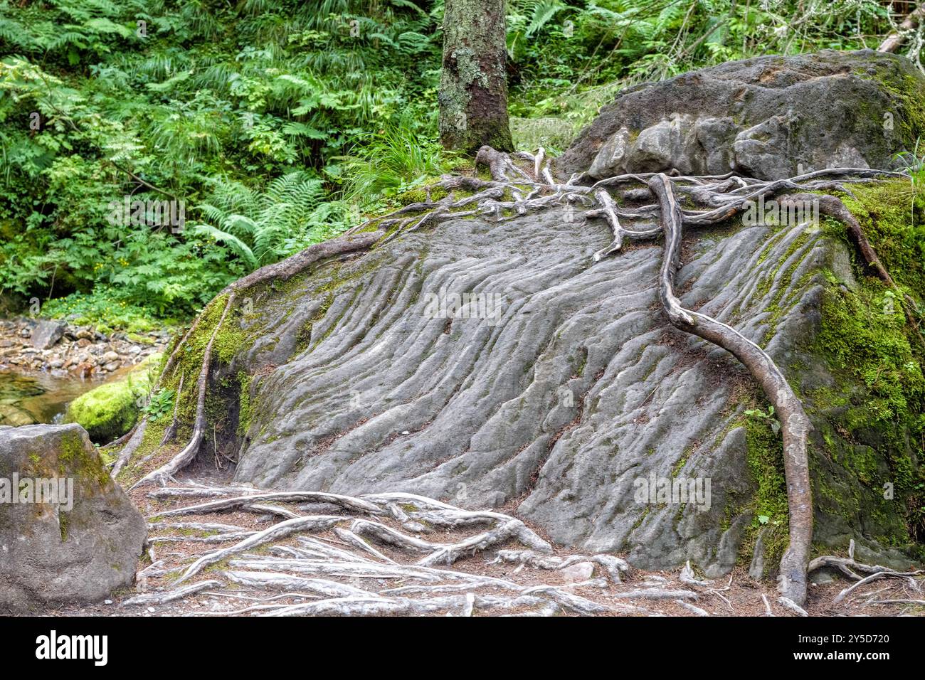 Große Baumwurzeln sind auf dem Stein gewachsen Stockfoto