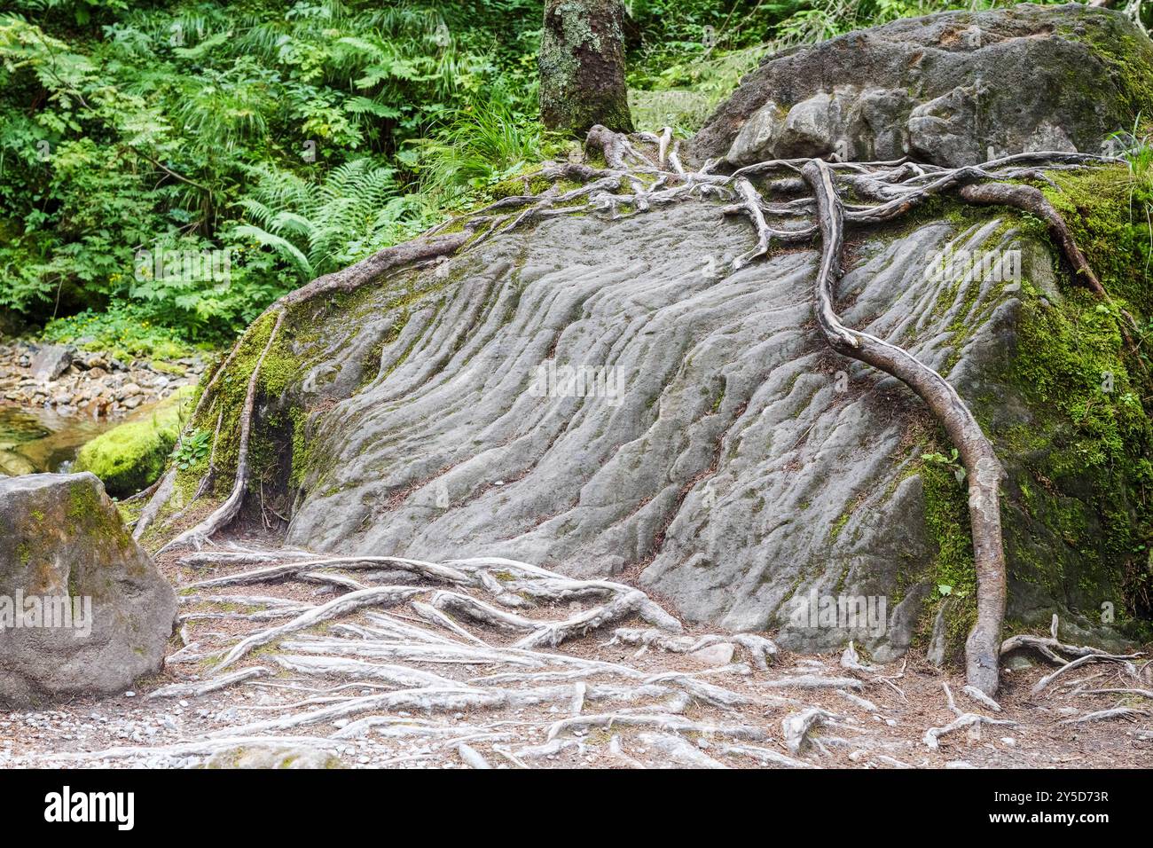 Große Baumwurzeln sind auf dem Stein gewachsen Stockfoto