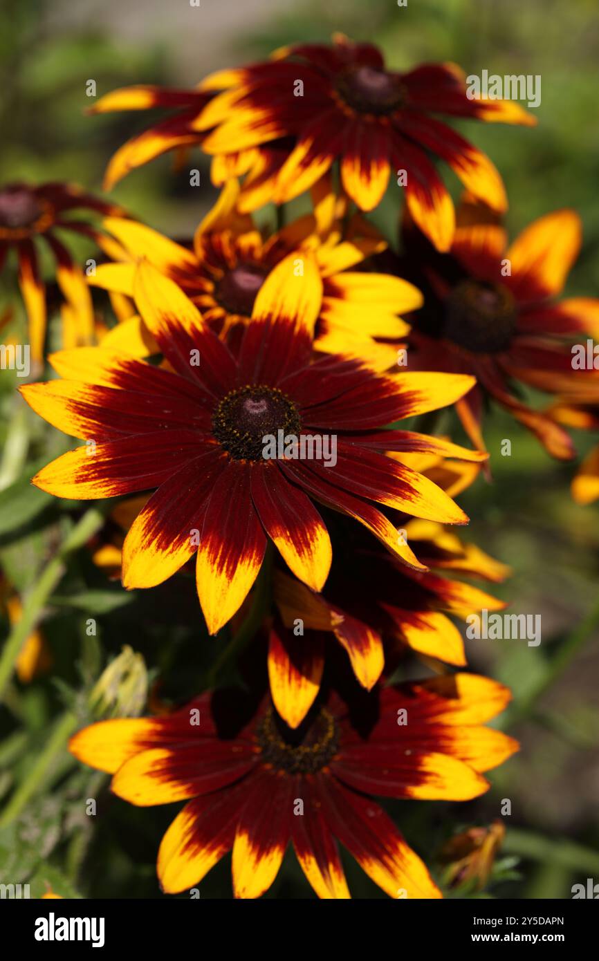 Gelbe Konefloren in einem Garten. Nahansicht Stockfoto