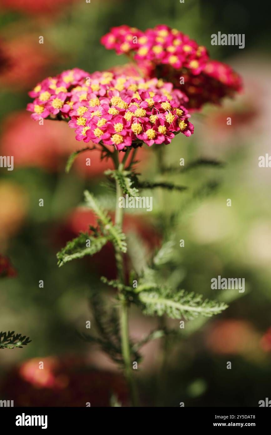 Dekorative Schafgarbe blüht im Garten Stockfoto