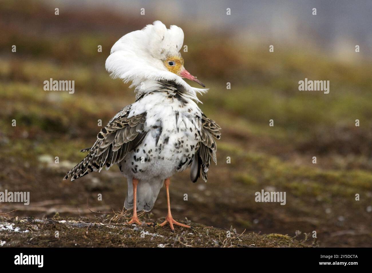 Ruff, roffes Gefieder, Schaugefieder, Balz Ausstellung, Norwegen, Varanger, Varanger-Halbinsel, Varanger, Norwegen, Europa Stockfoto