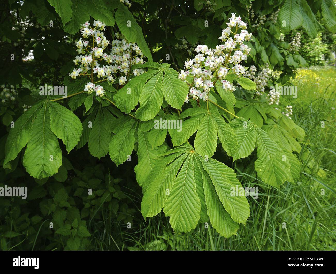 Rosskastanie, Aesculus hippocastanum, Rosskastanenbaum, roßkastanie, blühender Baum, blühende Rosskastanie Stockfoto