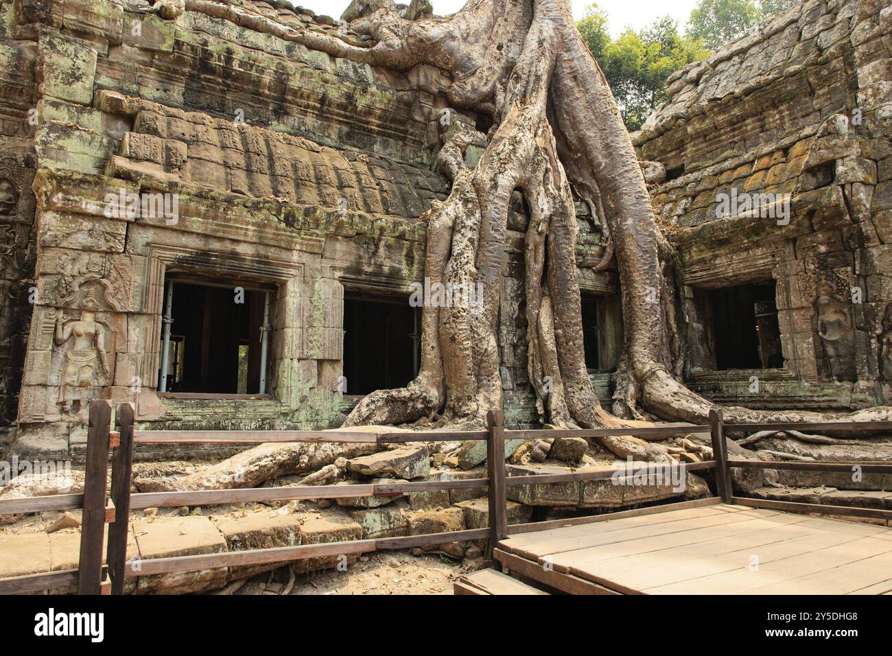 TA Prohm Tempelkomplex in der Nähe von Angkor Wat in Kambodscha Stockfoto