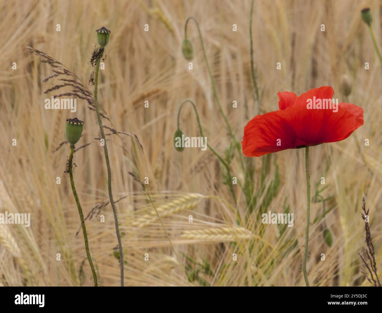 Einzelne offene Mohnblume vor einem Roggenfeld Stockfoto