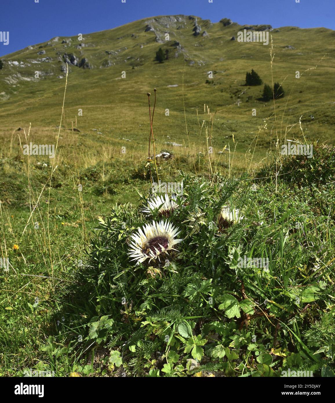 Silberdistel auf der Wurzachalpe im Bregenzerwald, Vorarlberg, Oesterreich, Silberdisteln auf der Wurzachalpe im Bregenzerwald, Vorarlberg, Austr Stockfoto