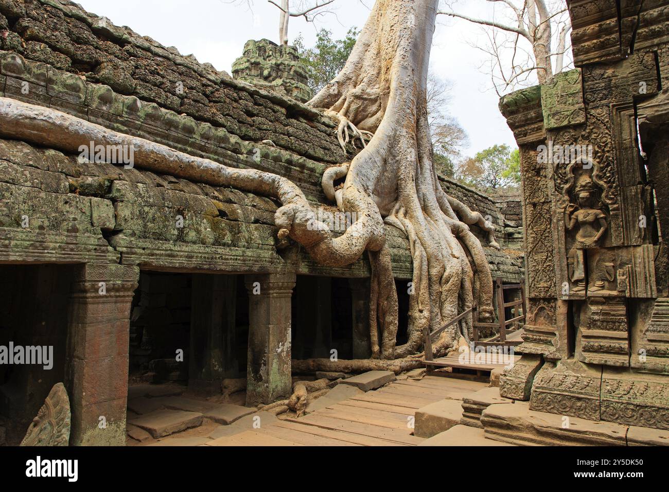 Der Tempel von Ta Prohm in Kambodscha, mit Wurzeln bewachsen Stockfoto