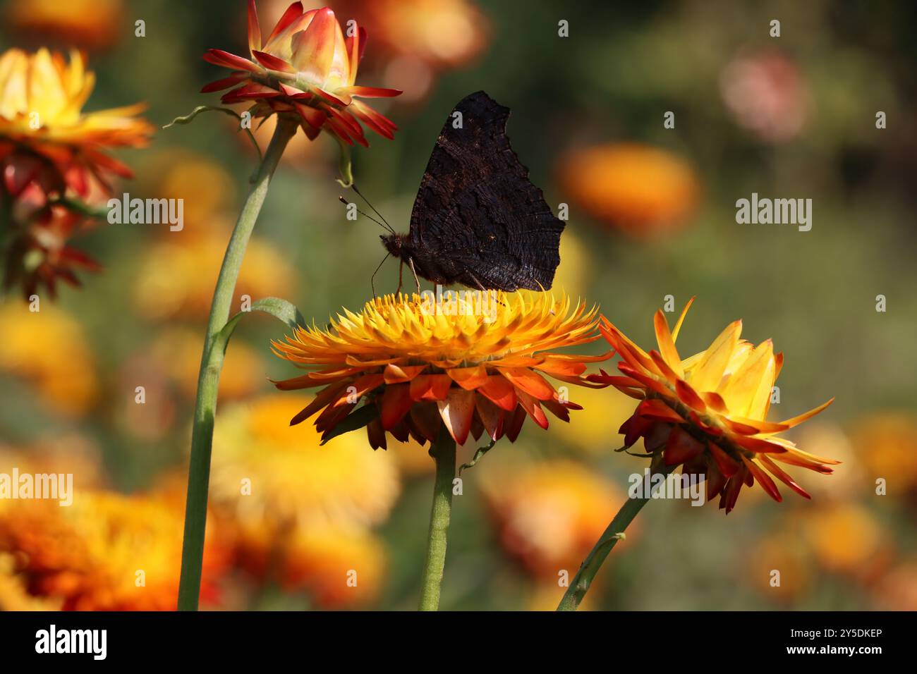 Schwarzer Schmetterling sitzt auf einer orangen Blume Stockfoto