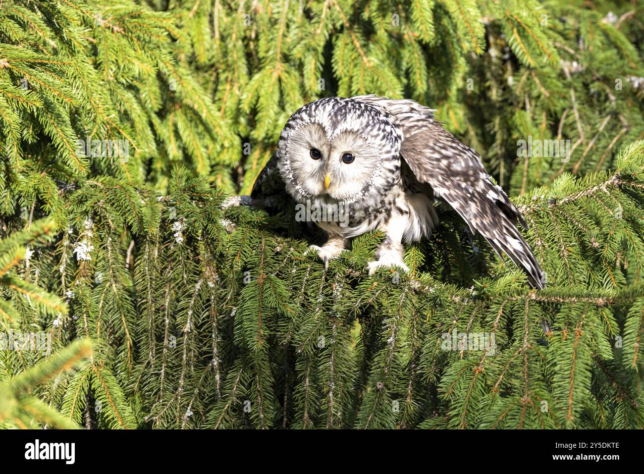 Hawk Eulen, die in der Frontalansicht abheben Stockfoto