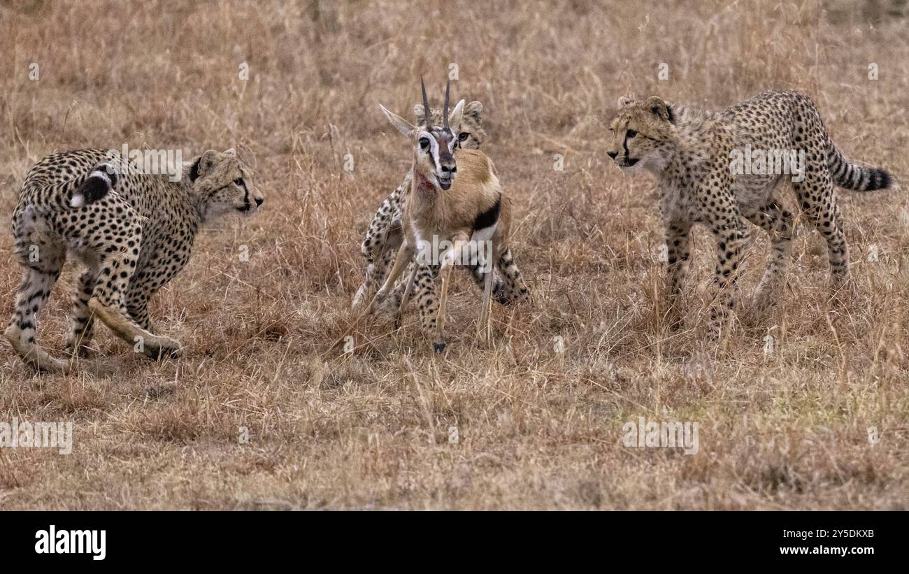 Drei junge Geparden jagen eine Gazelle im Frontale Stockfoto