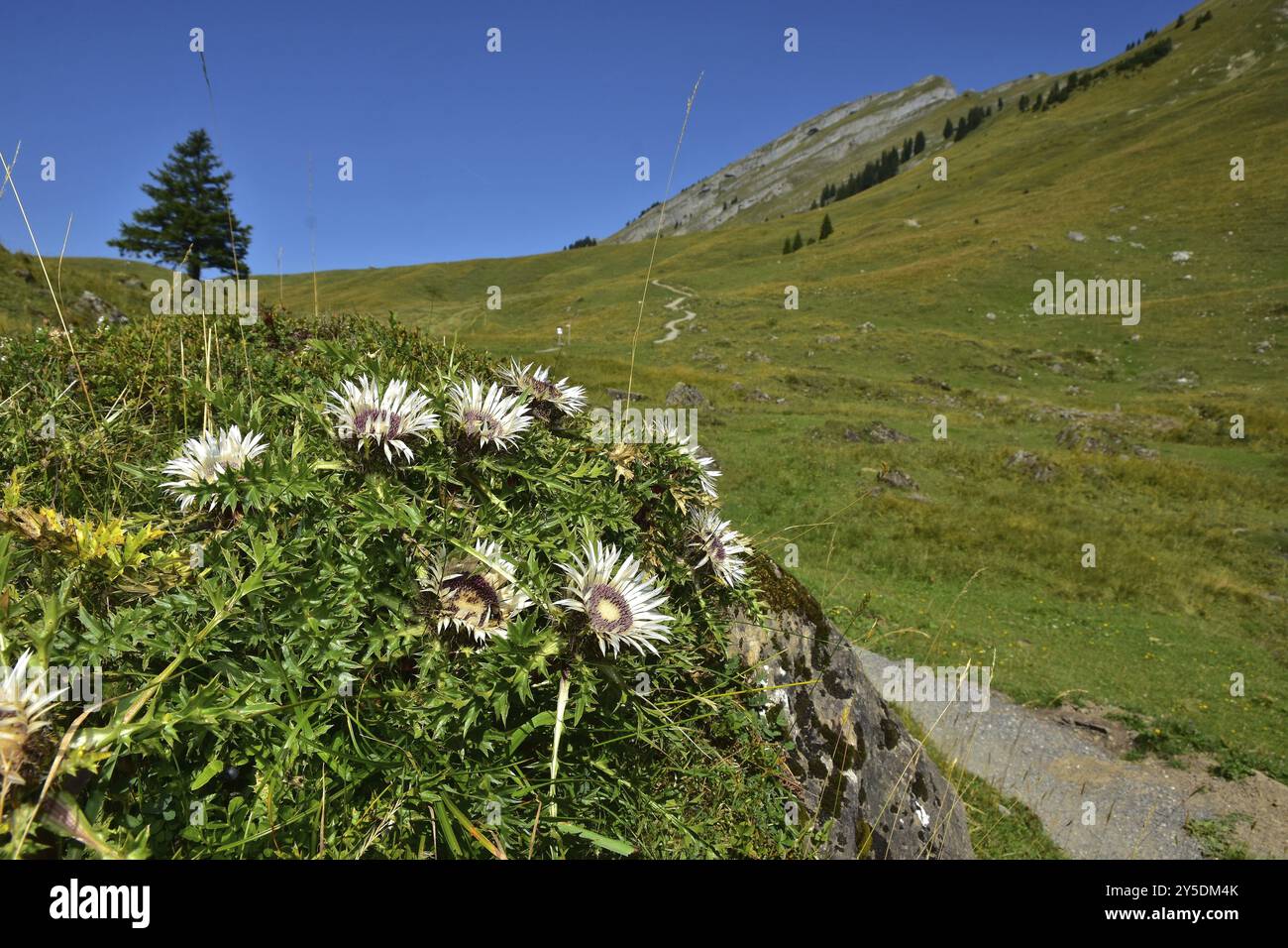 Silberdistel auf der Wurzachalpe im Bregenzerwald, Vorarlberg, Oesterreich, Silberdisteln auf der Wurzachalpe im Bregenzerwald, Vorarlberg, Austr Stockfoto