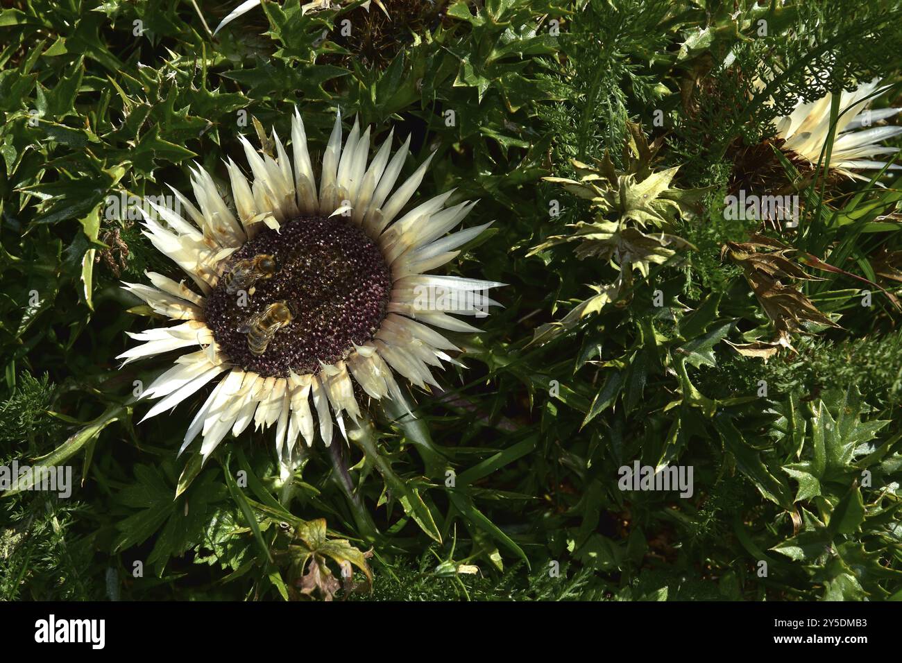 Silberdistel, Carlina acaulis, Silberdistel Stockfoto