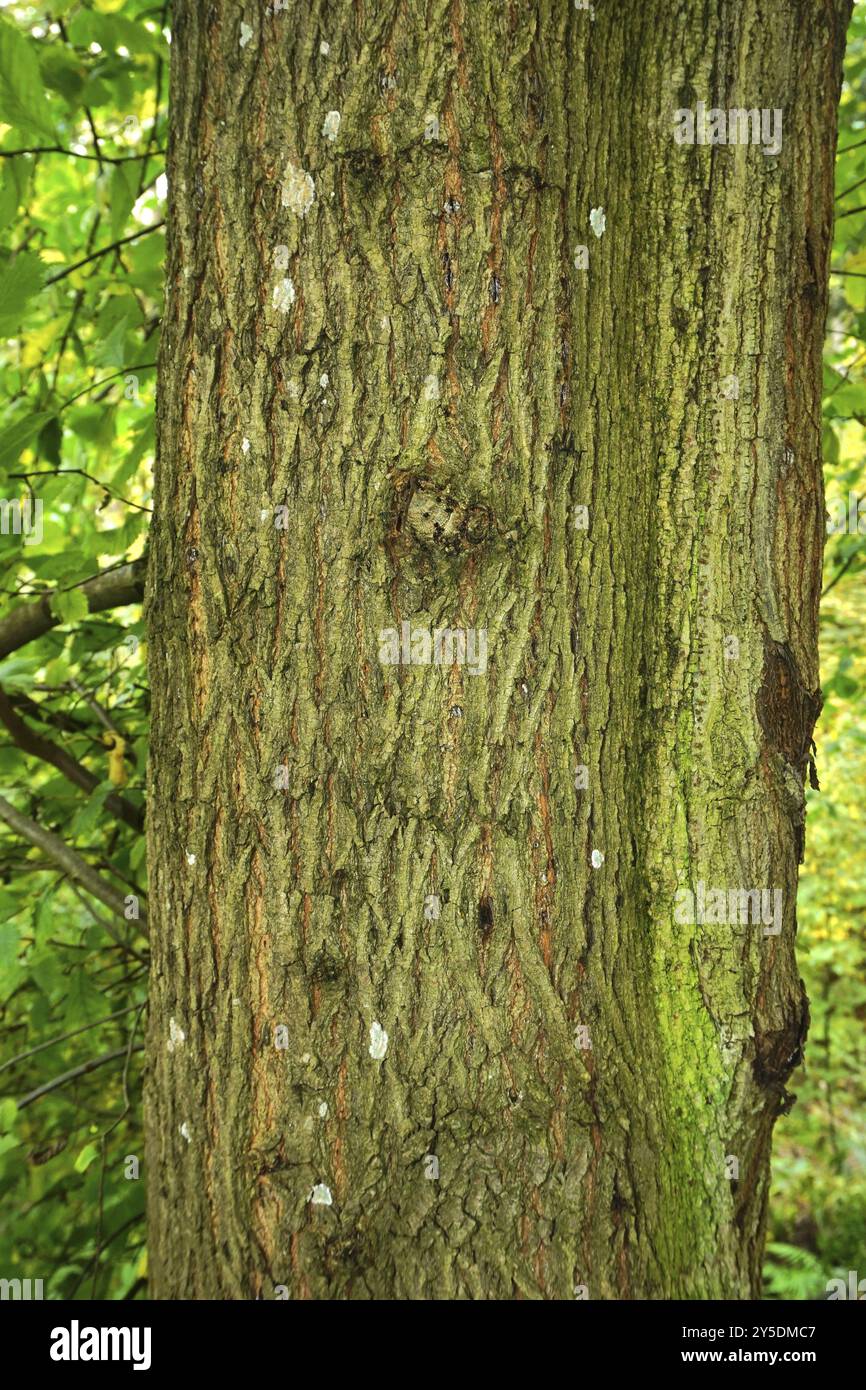 Bergulme, Ulmus glabra, ulmus montana, Rinde, Borke, Rinde, schottische Ulme Stockfoto