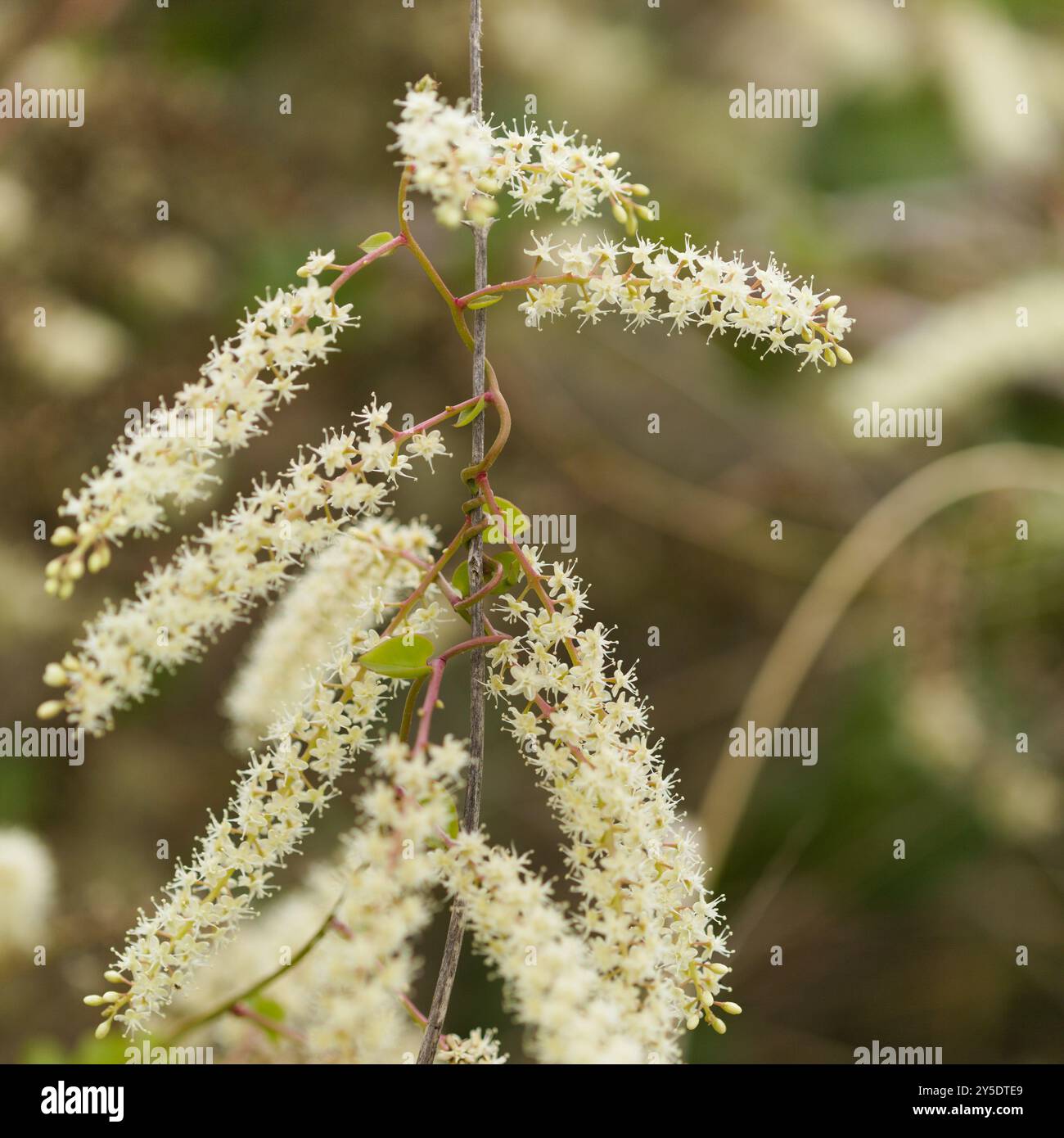 Flora von Gran Canaria - Anredera cordifolia, Madeira-Rebe, invasive Pflanze, natürlicher Makro-floraler Hintergrund Stockfoto