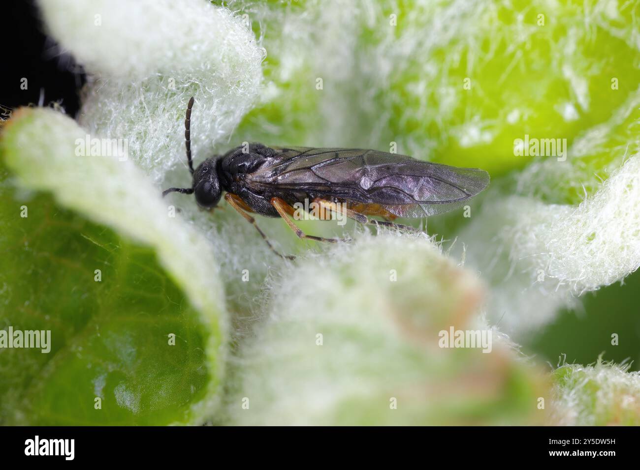 Yellowbellied Sloe-Borer, Hoplocampa chrysorrhoea, adulte Hymenoptera-Sägefliege in der Familie Tenthredinidae. Stockfoto