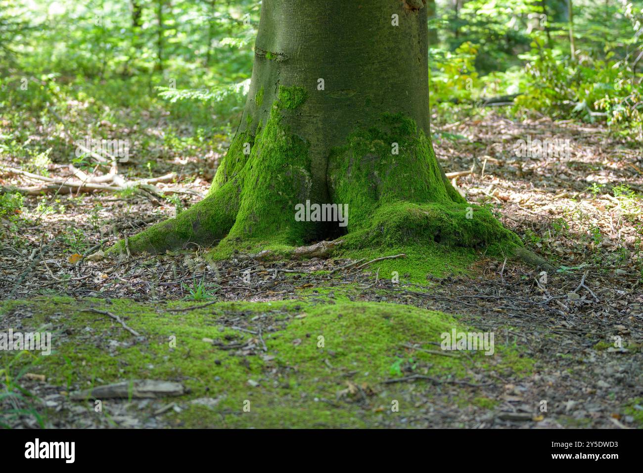 Ein moosbedeckter Baumstamm steht hoch in einem ruhigen Wald, dessen Wurzeln sich über den Waldboden erstrecken. Stockfoto