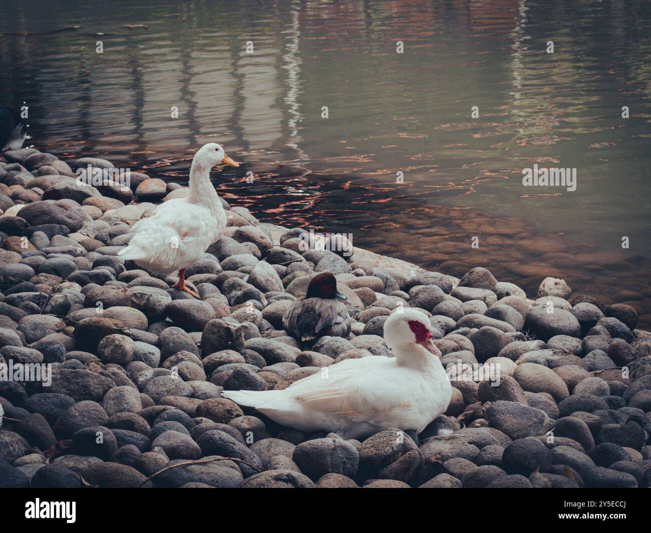 Enten ruhen auf River Stones aus Stockfoto