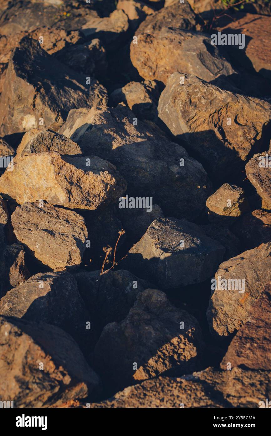 Kleine Pflanze, die zwischen den Felsen auftaucht Stockfoto