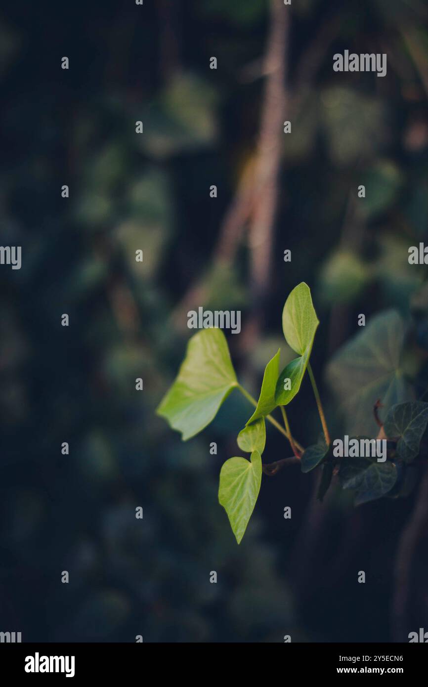 Nahaufnahme von Dewy Green Leaves Stockfoto