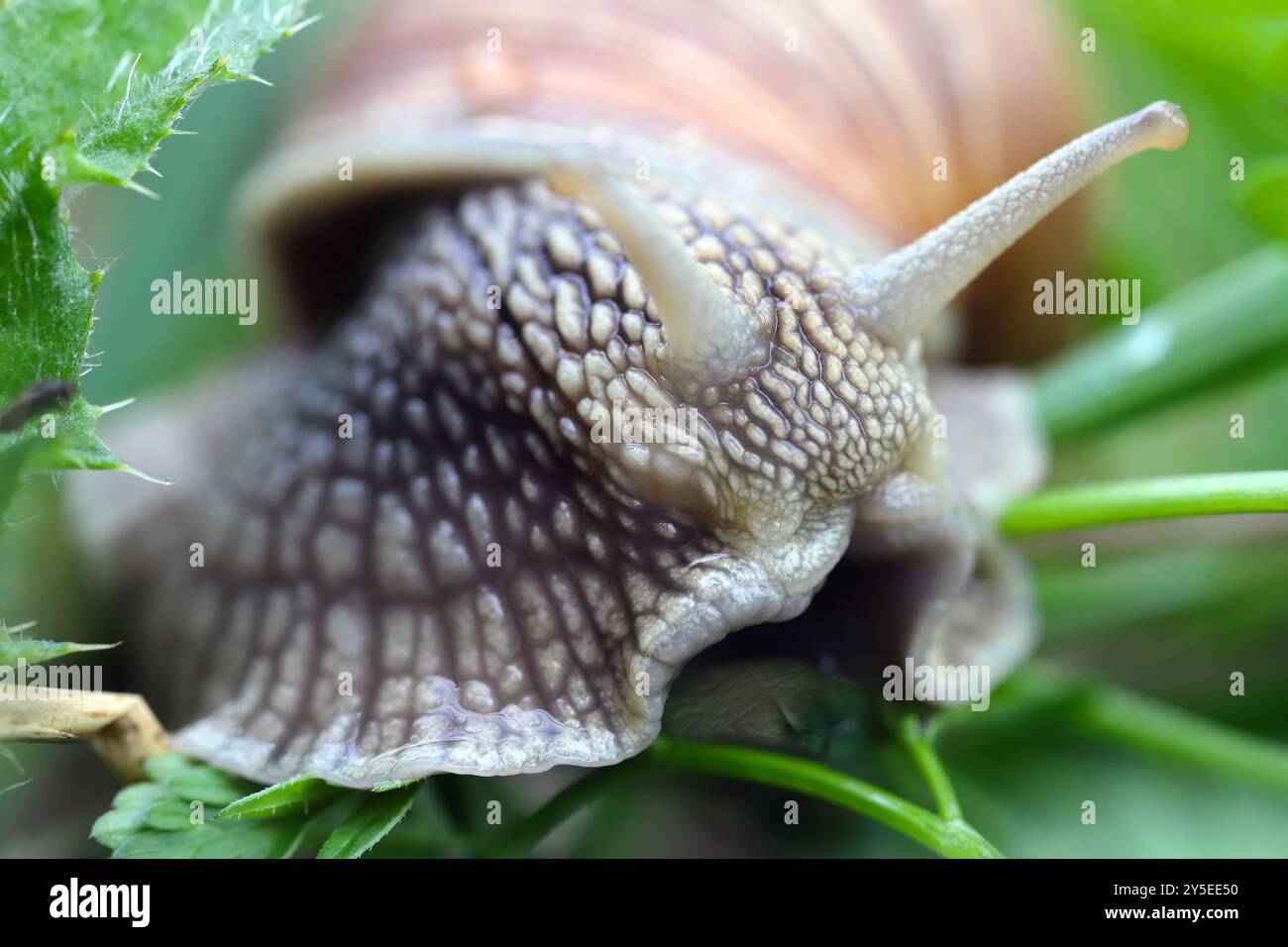 Helix pomatia auch römische Schnecke, Burgunderschnecke, essbare Schnecke oder Ecargot, ist eine Art großer, essbarer, luftatmender Landschnecke. Stockfoto