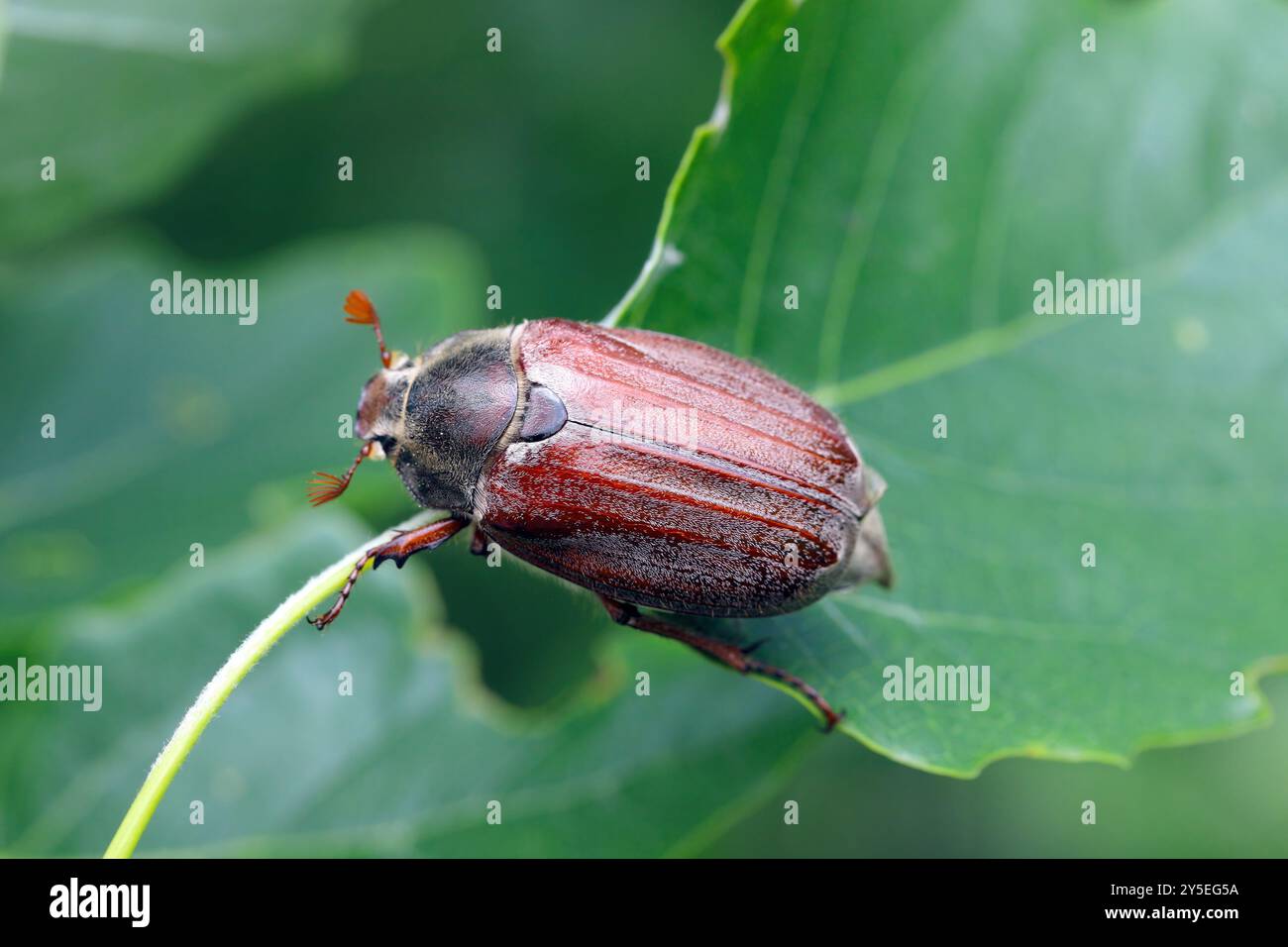 Erwachsenen Maikäfer Melolontha Melolontha oder können auf einem Blatt bug Stockfoto