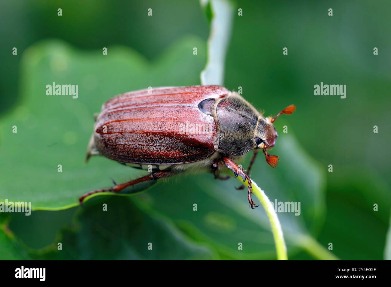 Erwachsenen Maikäfer Melolontha Melolontha oder können auf einem Blatt bug Stockfoto