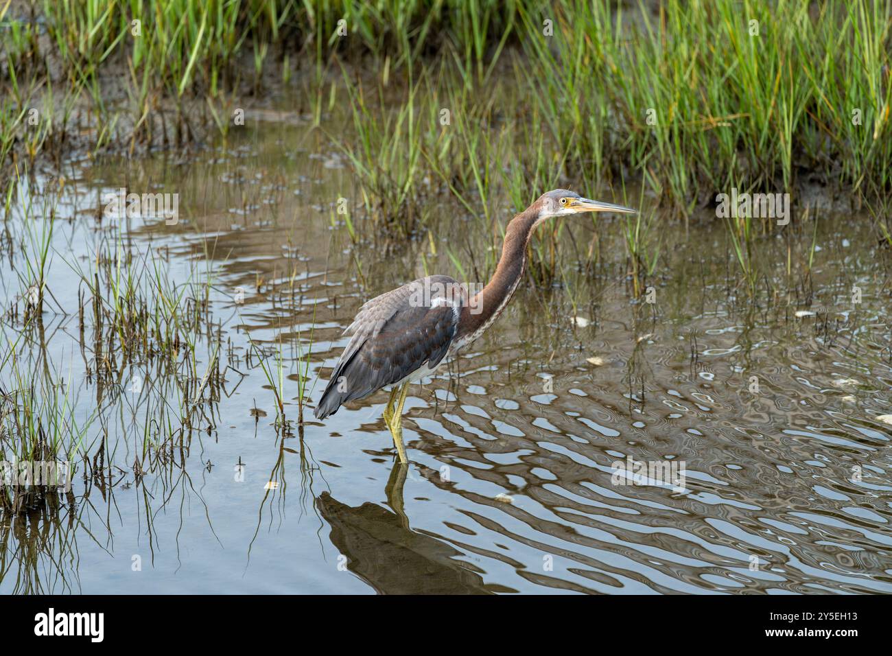 Dreifarbiger Reiher waten in einem Feuchtgebiet an einem sonnigen Tag auf der Insel Assateague Stockfoto