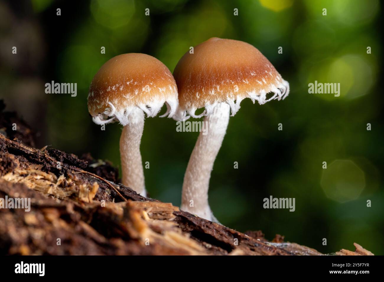 Nahaufnahme von Brittlestem Pilzen (Psathyrella sp) - Brevard, North Carolina, USA Stockfoto