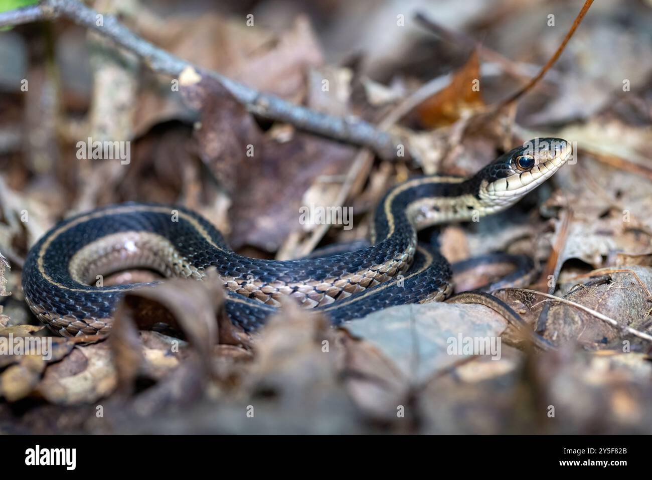 Östliche Strumpfschlange (Thamnophis sirtalis sirtalis) - DuPont State Recreational Forest - Cedar Mountain, nahe Brevard, North Carolina, USA Stockfoto
