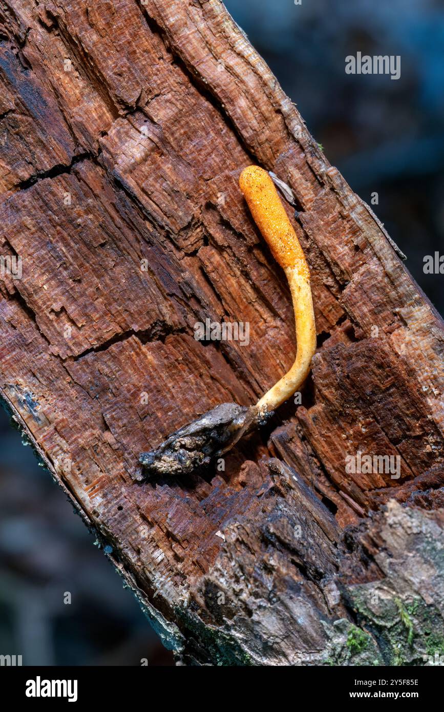 Cordyceps militaris (Scarlet Caterpillar Club) Fungi - DuPont State Recreational Forest - Cedar Mountain, in der Nähe von Brevard, North Carolina, USA Stockfoto