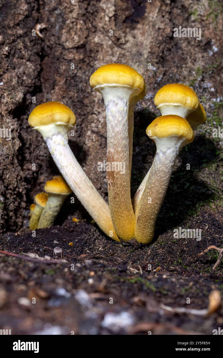 Honig-Pilzgruppe (Armillaria mellea), die auf Baumstämmen im Dupont State Recreational Forest bei Brevard, North Carolina, USA, auftaucht Stockfoto