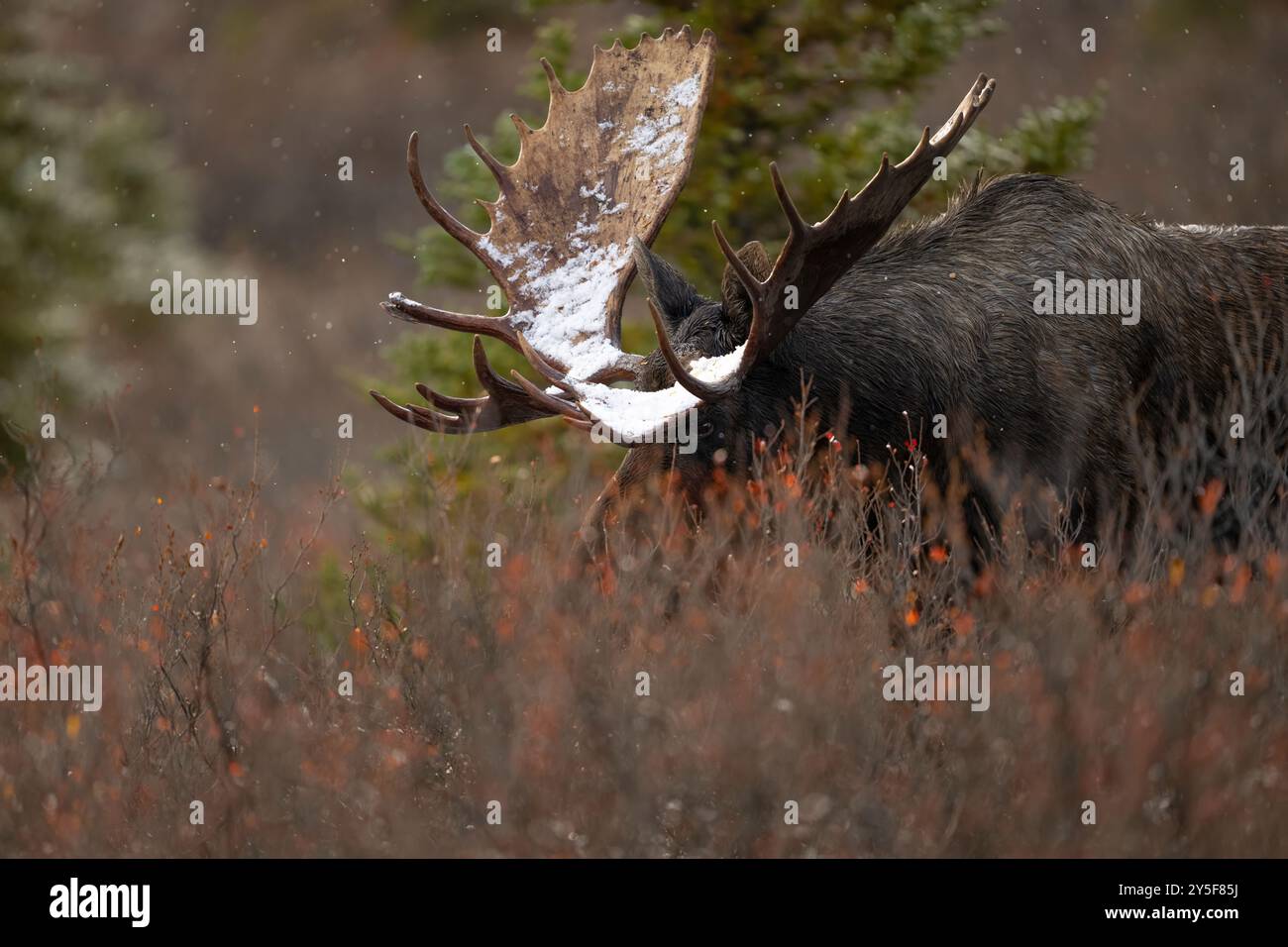Bullenelche mit großen Geweihen in der Furche, Denali National Park, Alaska Stockfoto