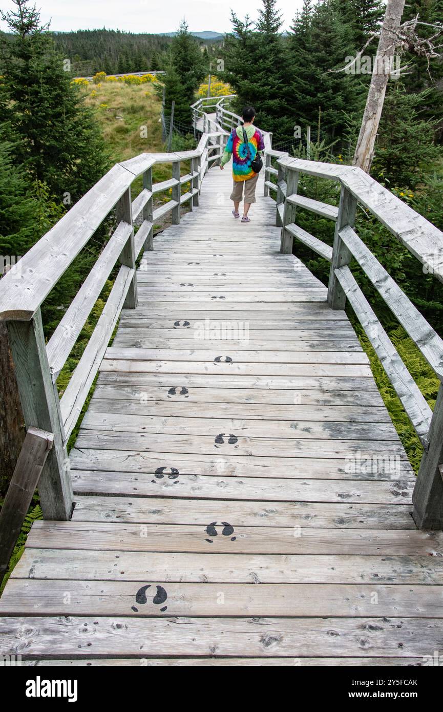 Karibusspuren gemalt auf dem Holzsteg im Salmonier Nature Park an der NL 90 in Holyrood, Neufundland & Labrador, Kanada Stockfoto