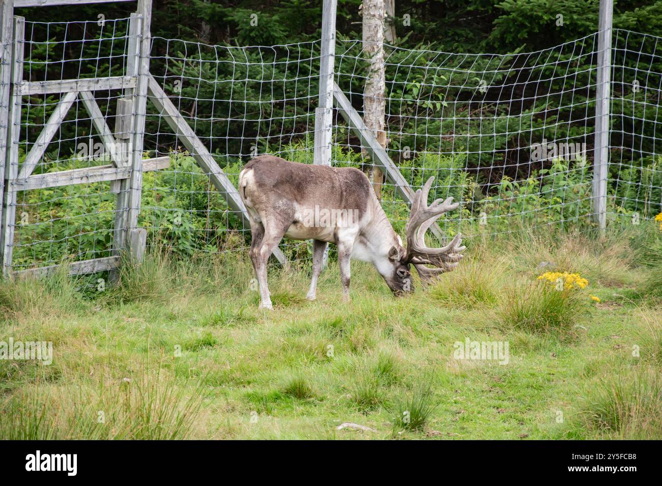 Caribou im Salmonier Nature Park an der NL 90 in Holyrood, Neufundland & Labrador, Kanada Stockfoto