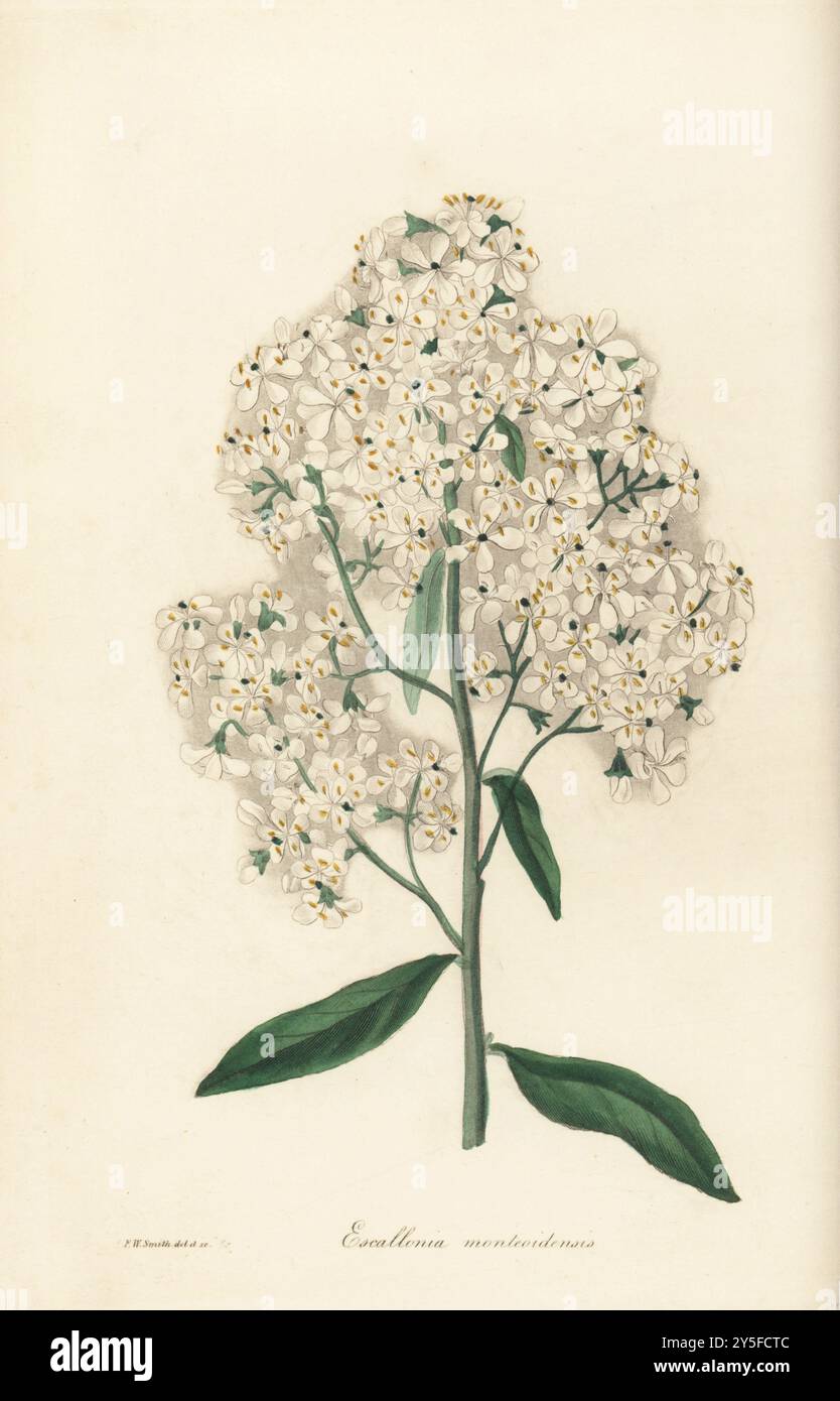 Zahngummibox, Escallonia bifida. Montevideo Escallonia, Escallonia monteoidensis. Geboren in Montevideo, Uruguay und Brasilien, eingeführt von Friedrich Sellow. Handkolorierte botanische Illustration, gezeichnet und graviert von Frederick William Smith aus Joseph Paxton’s Magazine of Botany, and Register of Flowering Plants, Volume 2, W.S. Orr, London, 1836. Stockfoto