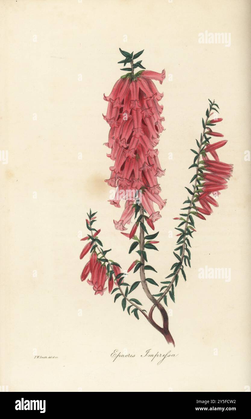 Gewöhnliche Heide oder imprägniertes Epacris, Epacris impressa. Gebürtig aus Van Diemen's Land, New Holland, Tasmanien, Australien. Gefunden vom englischen Pflanzenjäger William Baxter für den Gärtner John Bain Mackey aus Clapton. Handkolorierte botanische Illustration, gezeichnet und graviert von Frederick William Smith aus Joseph Paxton’s Magazine of Botany, and Register of Flowering Plants, Volume 2, W.S. Orr, London, 1836. Stockfoto