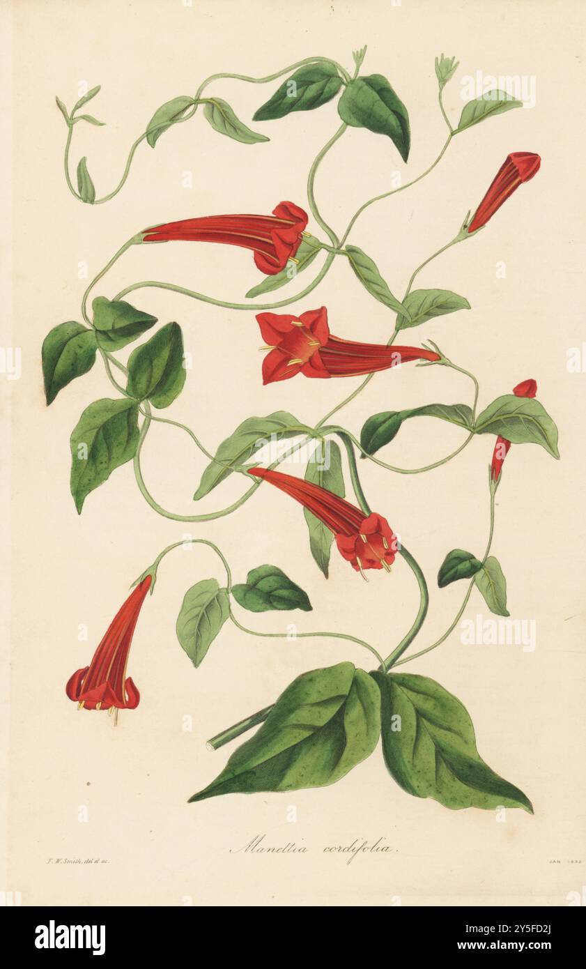 Herzblättrige Manettie, Manettia cordifolia. Aus Südamerika stammend, gefunden in Buenos Ayres von dem schottischen Botaniker John Tweedie. Handkolorierte botanische Illustration, gezeichnet und graviert von Frederick William Smith aus Joseph Paxton’s Magazine of Botany, and Register of Flowering Plants, Volume 2, W.S. Orr, London, 1836. Stockfoto