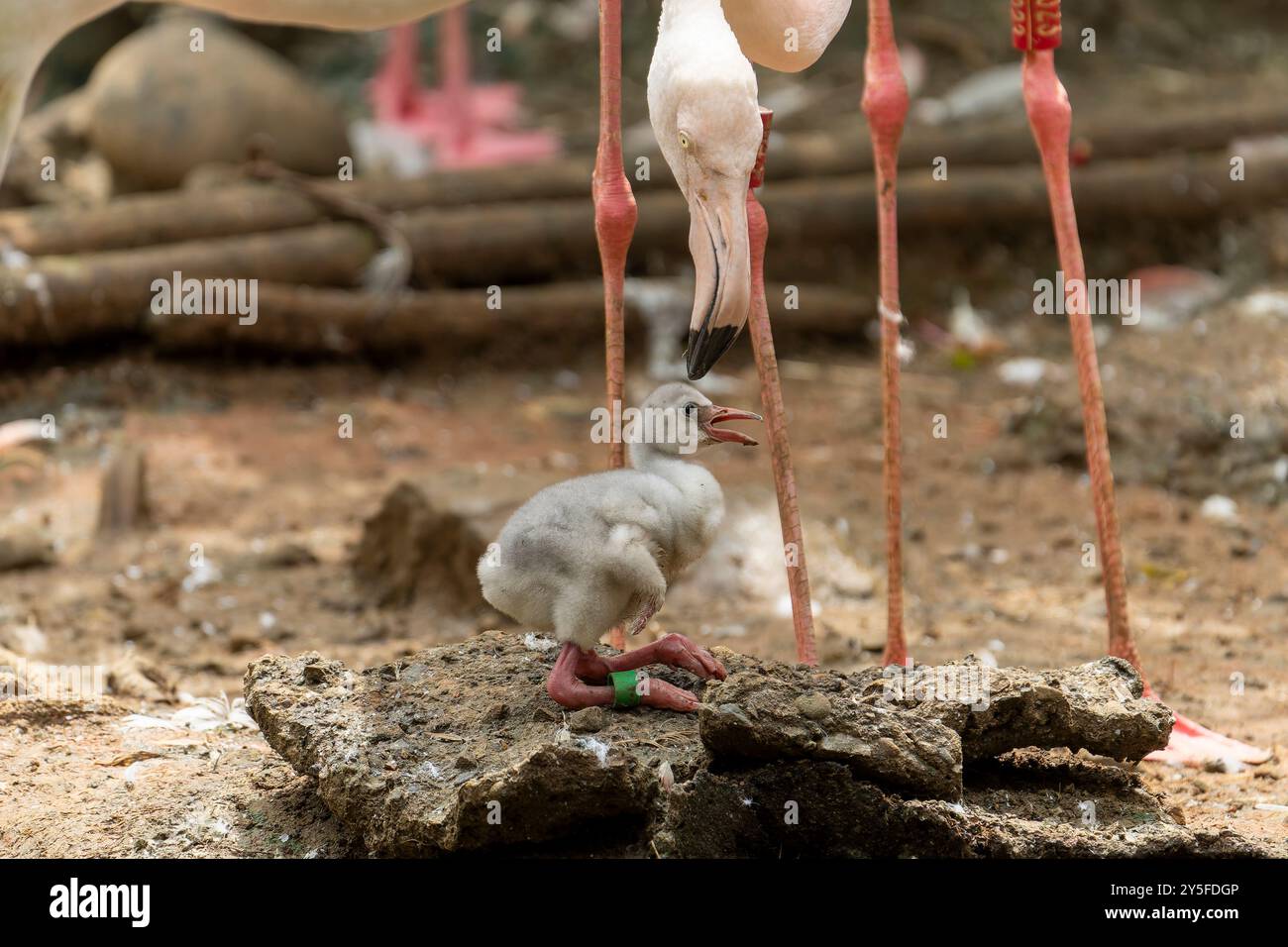 Baby Flamingo und die Mutter Stockfoto
