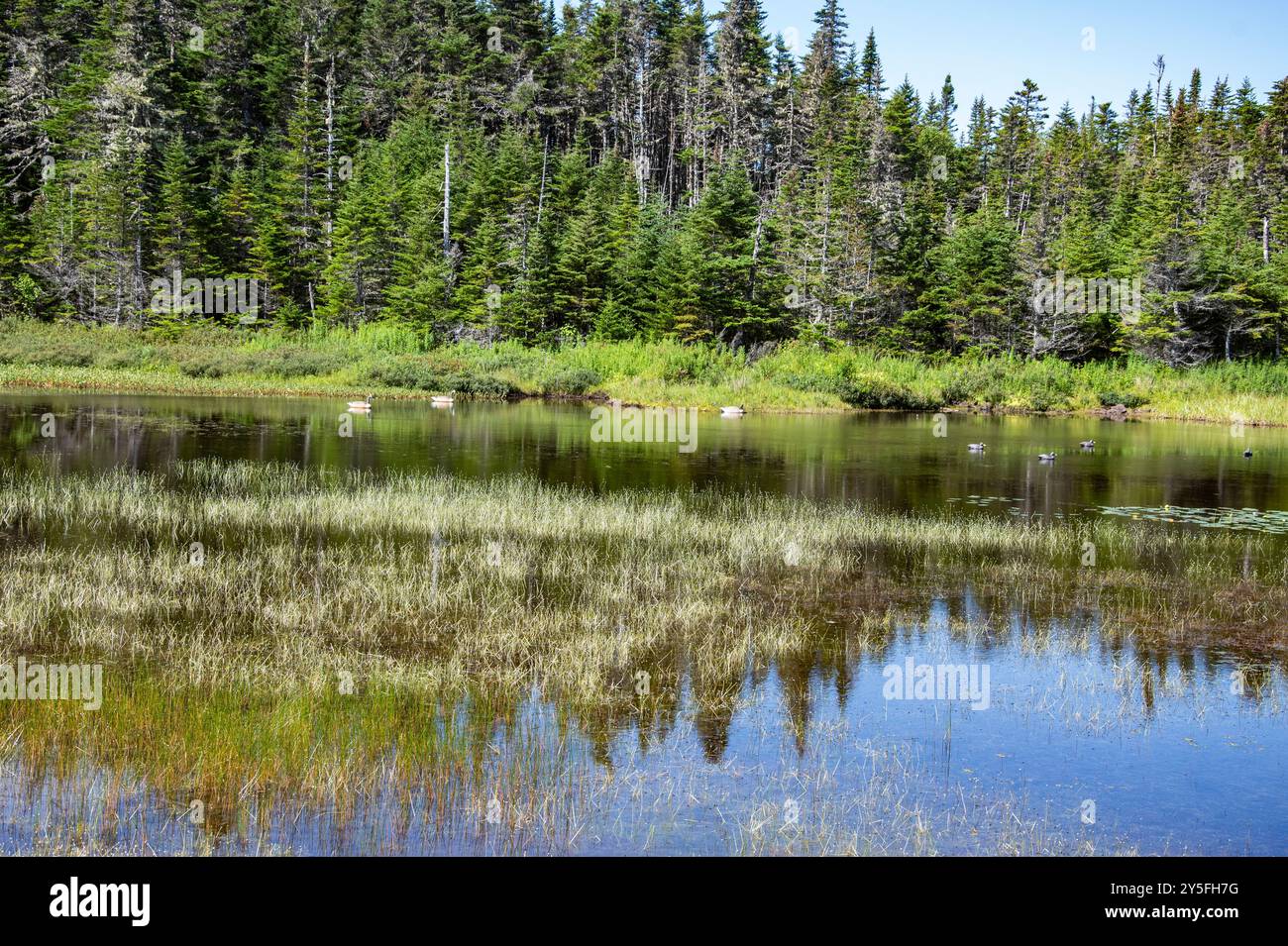 Feuchtvögel am Teich im Salmonier Nature Park auf NL 90 in Holyrood, Neufundland & Labrador, Kanada Stockfoto