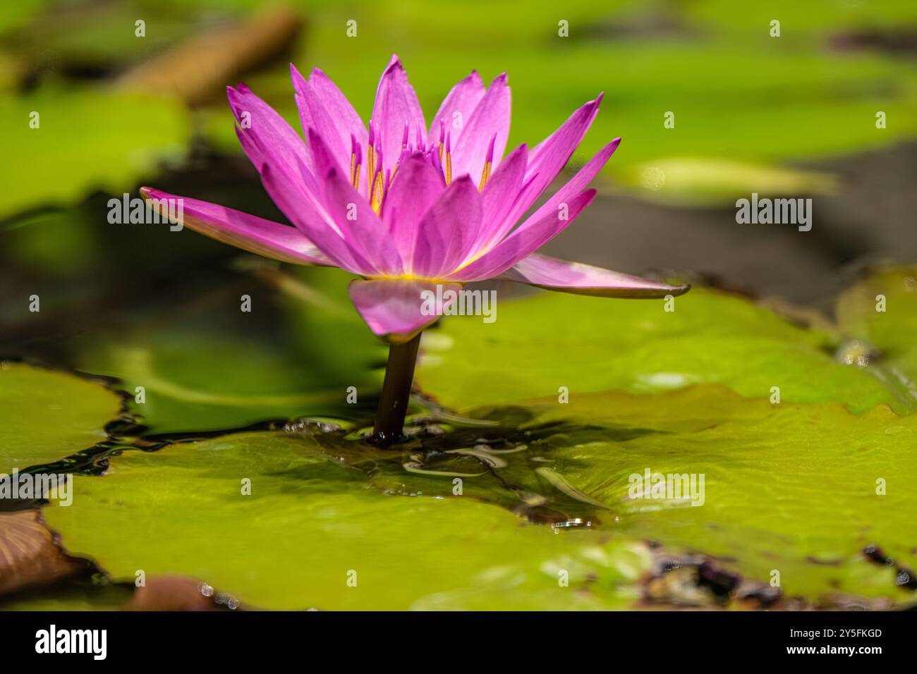 Magentafarbene Seerosenblüte zwischen Lilienpads in einem Süßwasser-Aquarium im Georgia Aquarium im Zentrum von Atlanta, Georgia. (USA) Stockfoto
