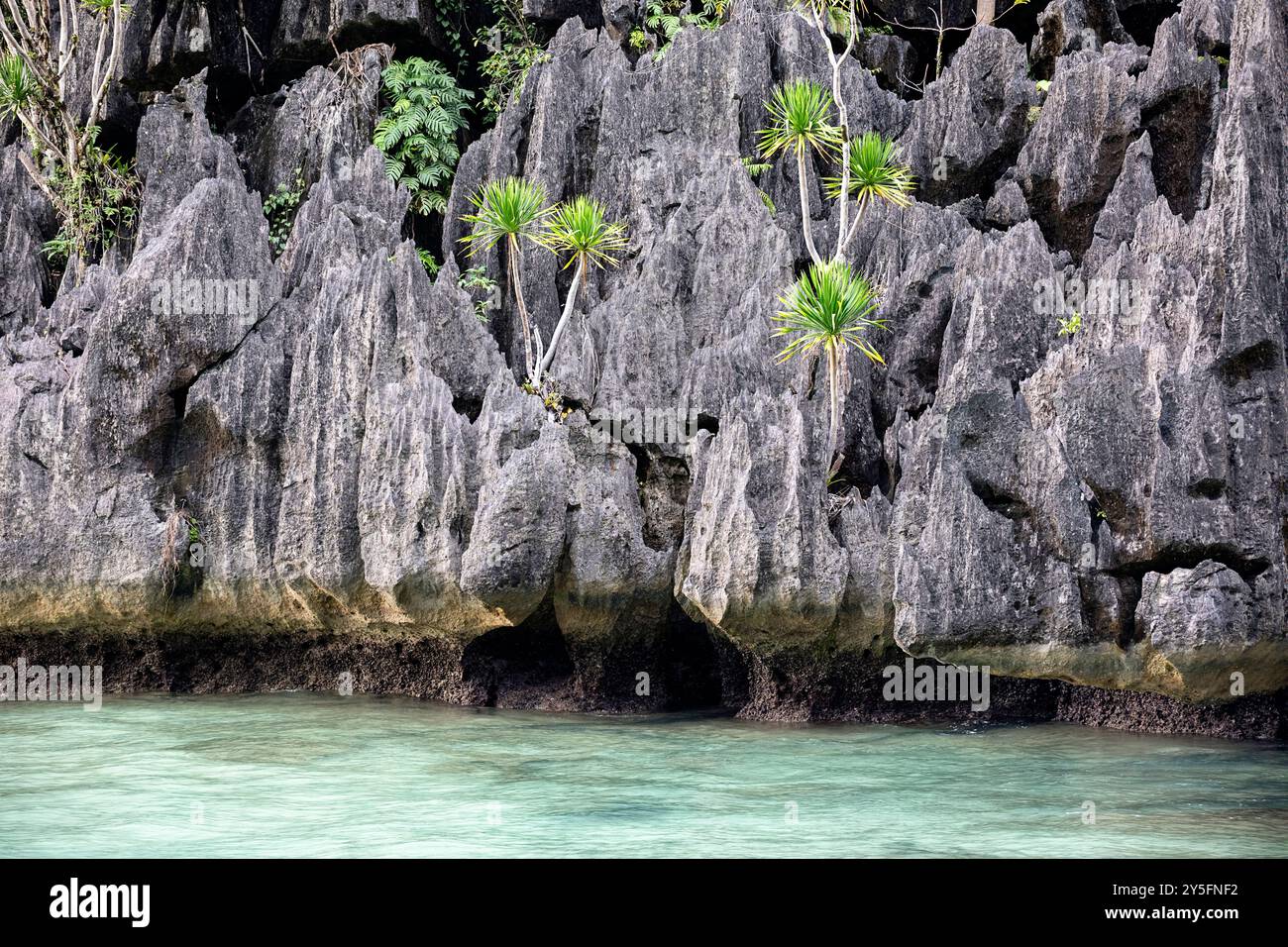 Wunderschöne tropische Pflanze, Dracaena multiflora Blumen, Bäume, wächst auf einem Karstfelsen über dem Meer auf einer kleinen Insel in Sulawesi, Indonesien Stockfoto