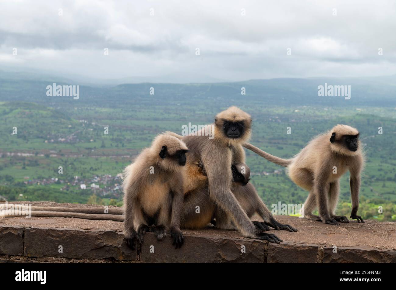 Kolhapur, Indien - 8. September 2024 Eine Familie von Affen mit schwarzem Gesicht oder grauen Langen oder Semnopithecus sitzt auf der Festungsmauer von Maharashtra Indien Stockfoto