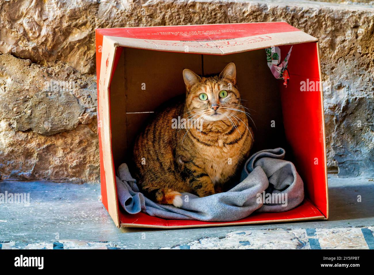 Eine Tabbykatze mit hellgrünen Augen sitzt in einem roten Karton, eingebettet auf einer weichen Decke Stockfoto