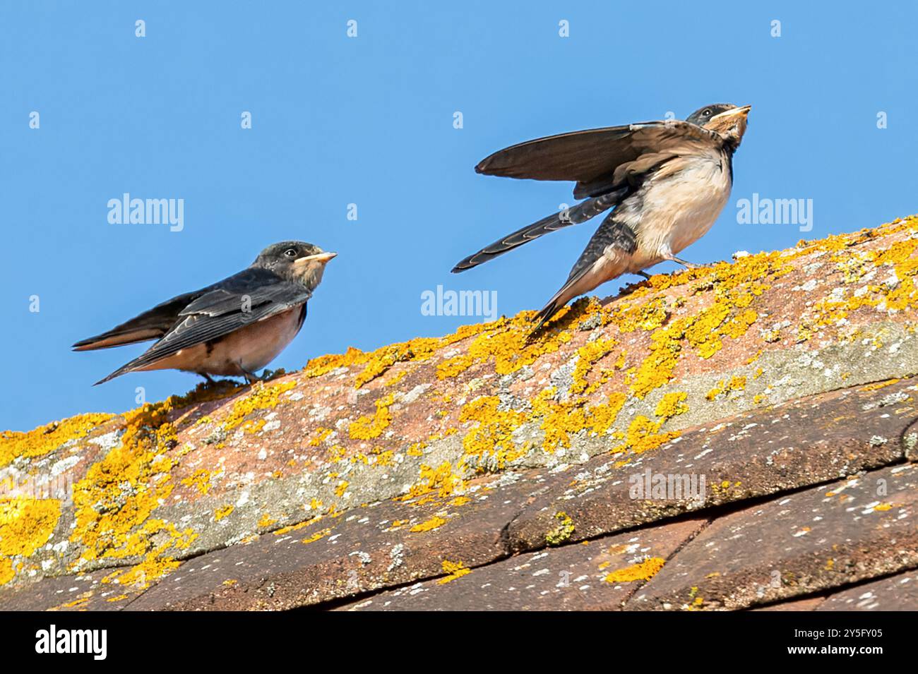 Barn Swallow, Anruf, Kirchturm, Essex, UK Stockfoto