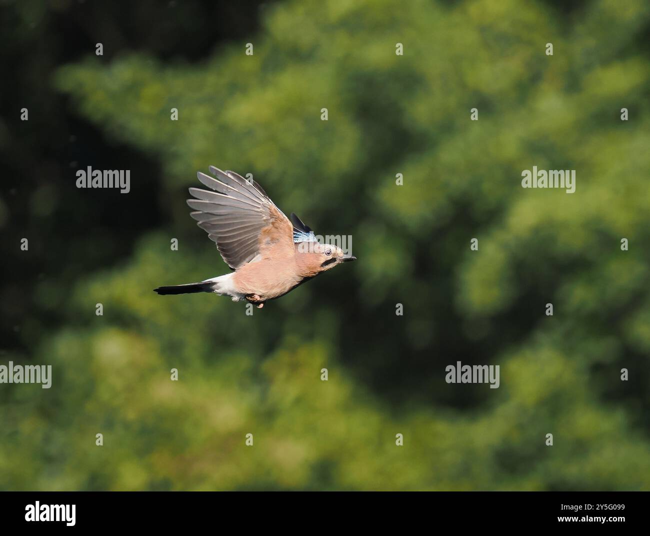 Jay sind bei weitem die farbenfrohsten Korviden in Großbritannien, sind aber normalerweise vorsichtig gegenüber der menschlichen Präsenz. Stockfoto